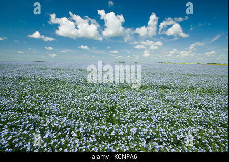 Champ de lin à fleurs ,près de Grenfell, en Saskatchewan, Canada Banque D'Images