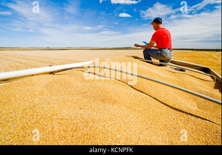 Un homme utilise une tablette à l'arrière d'un camion de grain au cours de la récolte de blé dur, près de Ponteix, Saskatchewan, Canada Banque D'Images