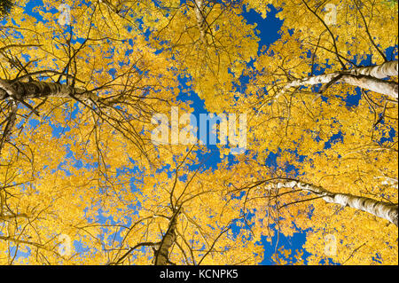 Couleurs d'automne sur les arbres, le Parc provincial Duck Mountain, Manitoba, Canada Banque D'Images