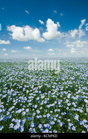 Champ de lin à fleurs près de Grenfell, en Saskatchewan, Canada Banque D'Images