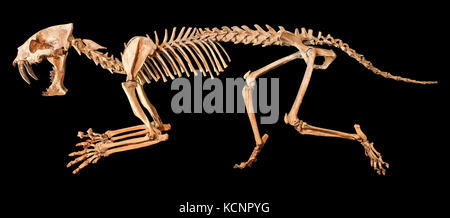 - Dents de Sabre ( hoplophoneus primaevus ) squelette . fond isolé . Banque D'Images