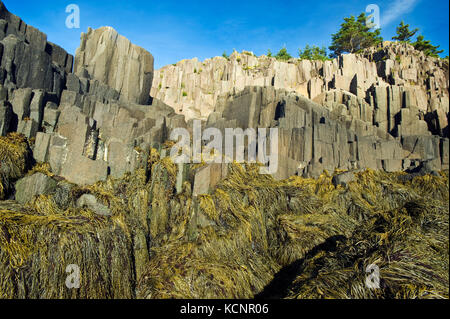 Falaises de basalte, l'île Brier, baie de Fundy, en Nouvelle-Écosse, Canada Banque D'Images