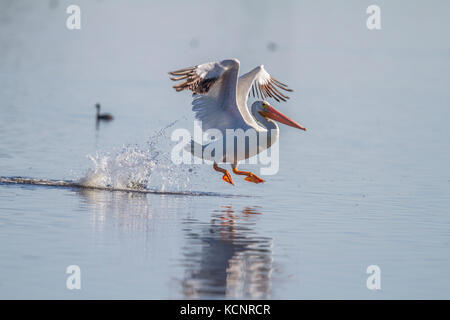 Américain Pelician (Pelecanus erythrorhynchos) capturés en vol, les ailes déployées et set, venant pour l'atterrissage et le toucher des roues, les mauvaises herbes Lake, Alberta, Canada Banque D'Images