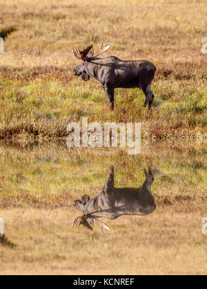 L'orignal (Alces alces) Bull Moose, dans son habitat naturel, à la recherche de nourriture. Photo panoramique. Le parc provincial de Kananaskis, Alberta, Canada Banque D'Images