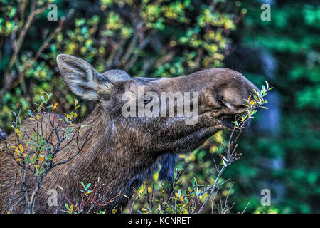 L'orignal (Alces alces), l'orignal femelle dans son habitat naturel, l'alimentation et à la nourriture. Photo panoramique. Le parc provincial de Kananaskis, Alberta, Canada Banque D'Images