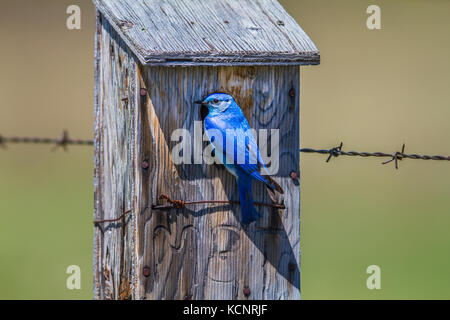 (Le Merlebleu azuré Sialia currucoides) Belle et jolie, l'homme de couleur bleu de nichoir. Wateton National Park, Alberta, Canada Banque D'Images