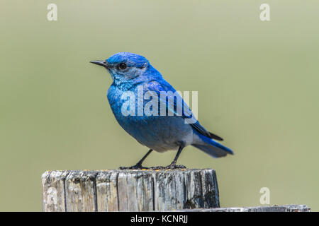 (Le Merlebleu azuré Sialia currucoides) Belle et jolie, l'homme couleur bluebird sitting on fence post. Wateton National Park, Alberta, Canada Banque D'Images