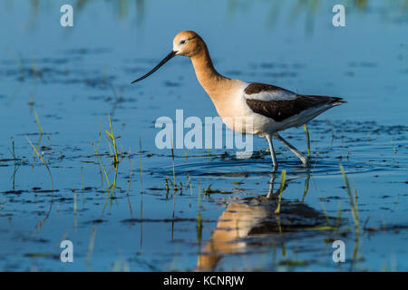 L'Avocette d'Amérique (Recurvirostra americana) Comité permanent, avec la réflexion dans prairie slough, coloré de rivage. Les régions rurales de l'Alberta, Canada Banque D'Images