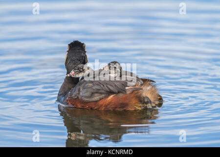 Grèbe à cou noir (Podiceps nigricollis), couleur magnifique bigarré, avec 2 bébés sur son dos. La lutte contre les mauvaises herbes Lake, Alberta, Canada Banque D'Images