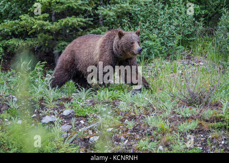 Femelle de l'ours grizzli (Ursus arctos horribilis) Mère, l'alimentation, se tournant plus rock, dans un pré. Kananaskis, Alberta, Canada Banque D'Images