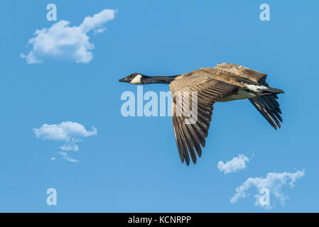 Bernache du Canada (Branta canadensis) survolant la rivière Bow, près de Carsland, Alberta, Canada Banque D'Images