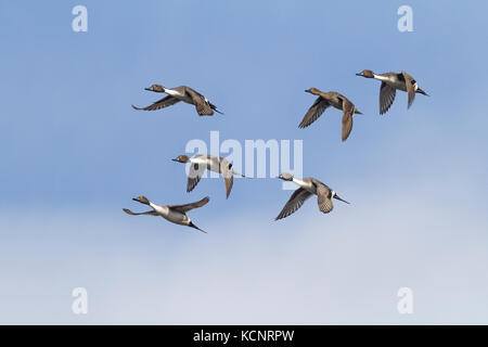 Le Canard pilet (Anas acuta), canard pittoresque en vol. Inverlake Road, Alberta, Canada Banque D'Images