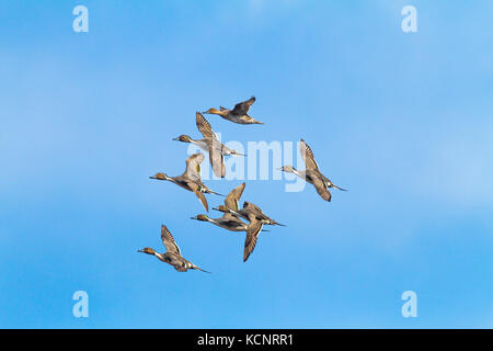 Le Canard pilet (Anas acuta), canard pittoresque en vol. Inverlake Road, Alberta, Canada Banque D'Images