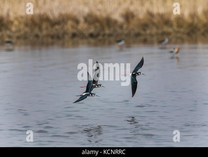 Échasse d'Amérique (Himantopus mexicanus) debout dans l'eau à la recherche de nourriture. La lutte contre les mauvaises herbes Lake, Alberta, Canada Banque D'Images