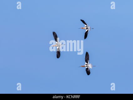L'Avocette d'Amérique (Recurvirostra americana) en vol, sur fond de ciel bleu, et colorés de rivage. Les régions rurales de l'Alberta, Canada Banque D'Images