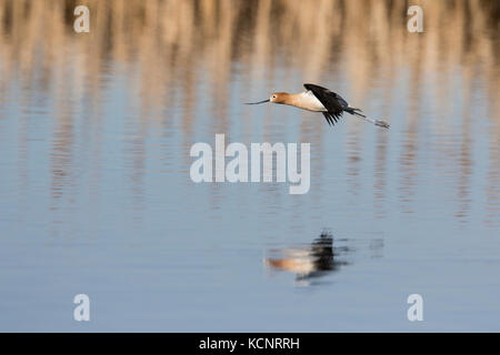 L'Avocette d'Amérique (Recurvirostra americana) en vol, avec la réflexion dans prairie slough, coloré de rivage. Les régions rurales de l'Alberta, Canada Banque D'Images