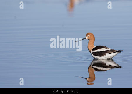 L'Avocette d'Amérique (Recurvirostra americana) natation, avec réflexion dans prairie slough, coloré de rivage. Frank Lake en Alberta, Canada, Banque D'Images