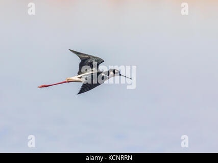 Échasse d'Amérique (Himantopus mexicanus) Belle, noir et blanc, oiseau survolant prairie slough, son habitat naturel. La lutte contre les mauvaises herbes Lake, Alberta, Canada Banque D'Images