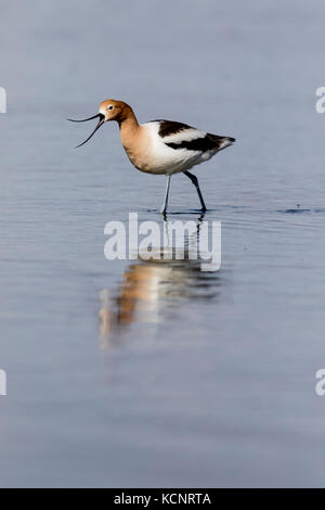 L'Avocette d'Amérique (Recurvirostra americana) Comité permanent, avec la réflexion dans prairie slough, coloré de rivage. Frank Lake en Alberta, Canada, Banque D'Images