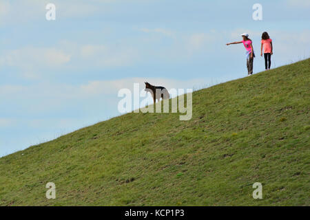 Les jeunes filles avec de gros chien à Barton Hills National Reserve dans le Bedfordshire, Angleterre, RU Banque D'Images