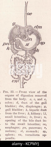 Les organes digestifs page 83 Banque D'Images