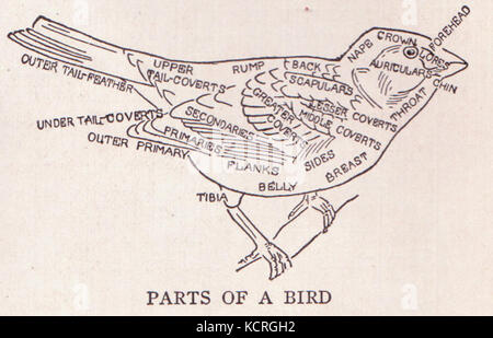 Page 303 pièces d'oiseaux Banque D'Images