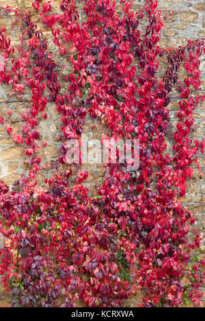 Boston ivy rampage sur un mur de pierre Banque D'Images