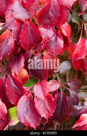 Boston ivy rampage sur un mur de pierre Banque D'Images