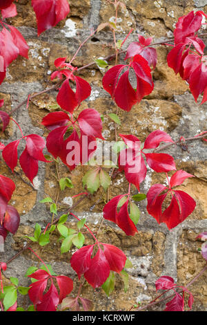 Boston ivy rampage sur un mur de pierre Banque D'Images