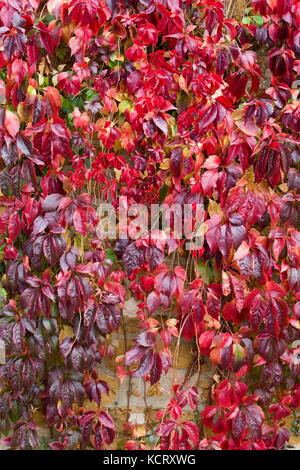 Les feuilles d'Automne Couleurs Banque D'Images