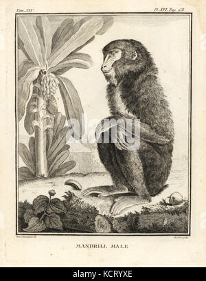 , Mandrill Mandrillus sphinx. Des hommes. La gravure sur cuivre par Chevillet après une illustration de Jacques de Seve de Georges-Louis Leclerc, Comte de Buffon, Histoire Naturelle, Imprimerie Royale, Paris, 1766. Banque D'Images