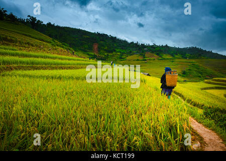 Sep 16, 2017 mu cang chai, Vietnam - derrière de la productrice à marcher en direction de touristes qui sont venus voir champ de riz Banque D'Images