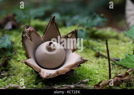 Triplex geastrum earthstar,collier Banque D'Images