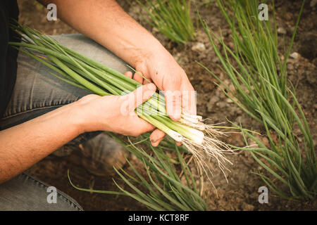 Close-up of farmer holding vegetables in field Banque D'Images
