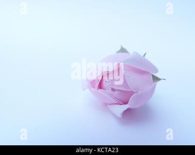 Close up of light rose rose fleur sur fond blanc Banque D'Images