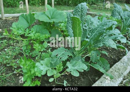 Jardinage urbain. Petit jardin lit surélevé avec divers greens verdoyants dans un cadre urbain. Banque D'Images