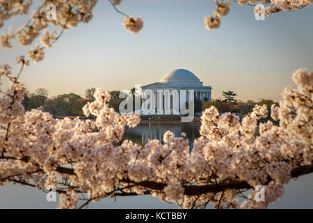 Les cerisiers en fleurs à l'aube avec le Jefferson Memorial, Washington DC USA au-delà Banque D'Images