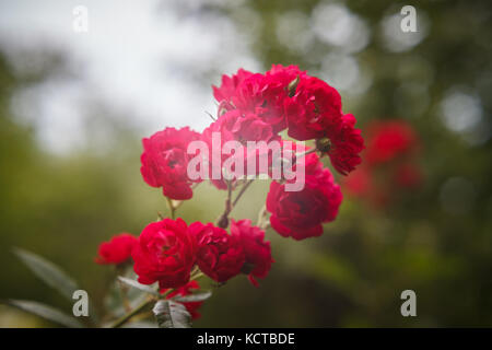 Belle inflorescence rouge de rosa polyantha (macro) Banque D'Images