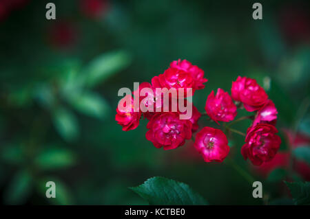 Belle inflorescence rouge de rosa polyantha (macro) Banque D'Images