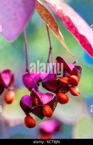 La fusée anti-dicotylédones Euonymus latifolius, baies d'automne Banque D'Images