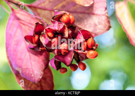 Broche à feuilles larges Euonymus latifolius, baies d'automne baies de broche Banque D'Images