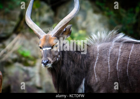 La vie sauvage de mâle nyala de plaine des animaux (Tragelaphus angasii) Banque D'Images