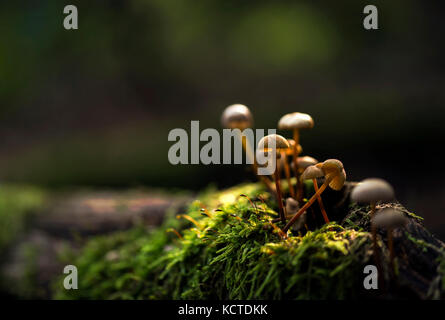 Petits champignons poussant sur un lit de mousse par Sun Banque D'Images