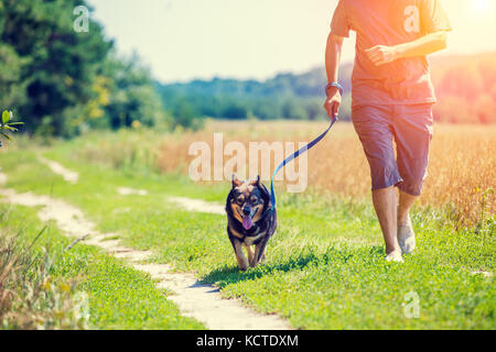 Un homme avec un chien en laisse s'étend le long de la route le long du champ d'avoine en été Banque D'Images