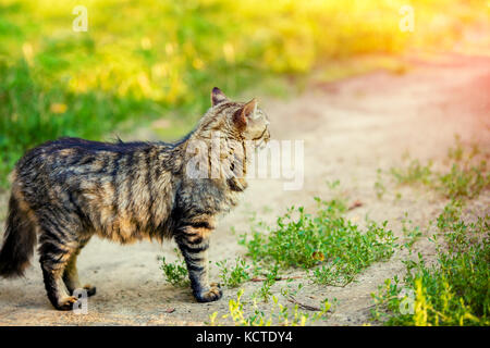 Un chat sibérien est debout sur un chemin de terre dans la campagne Banque D'Images