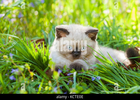 Mignon petit chaton siamois couché dans l'herbe Banque D'Images