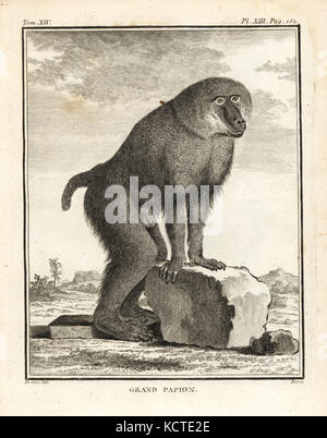 Hamadryas Papio hamadryas baboon,. La gravure sur cuivre par le baron après une illustration de Jacques de Seve de Georges-Louis Leclerc, Comte de Buffon, Histoire Naturelle, Imprimerie Royale, Paris, 1766. Banque D'Images