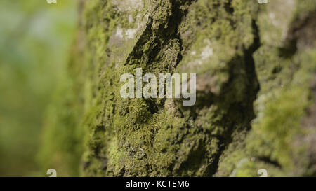 Vieux arbres avec lichen et mousse dans la forêt. Arbres forestiers nature bois vert. Mousse sur l'arbre dans la forêt. Gros plan Banque D'Images