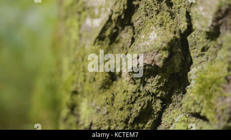 Vieux arbres avec lichen et mousse dans la forêt. Arbres forestiers nature bois vert. Mousse sur l'arbre dans la forêt. Gros plan Banque D'Images