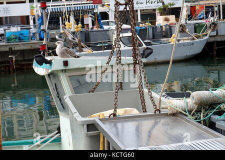 Mouette assise sur un petit bateau de pêche sur le canal à Palavas-les-Flots, Hérault, France Banque D'Images